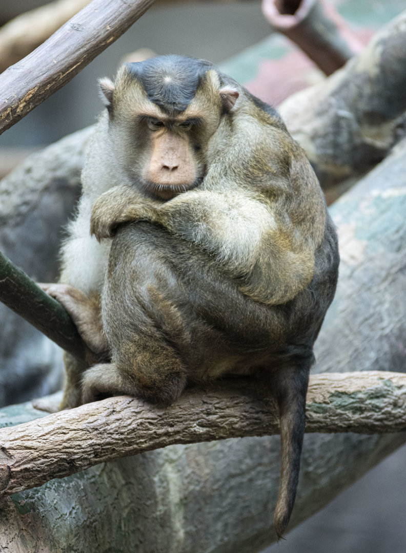 Sunda pig-tailed macaque (Macaca nemestrina)