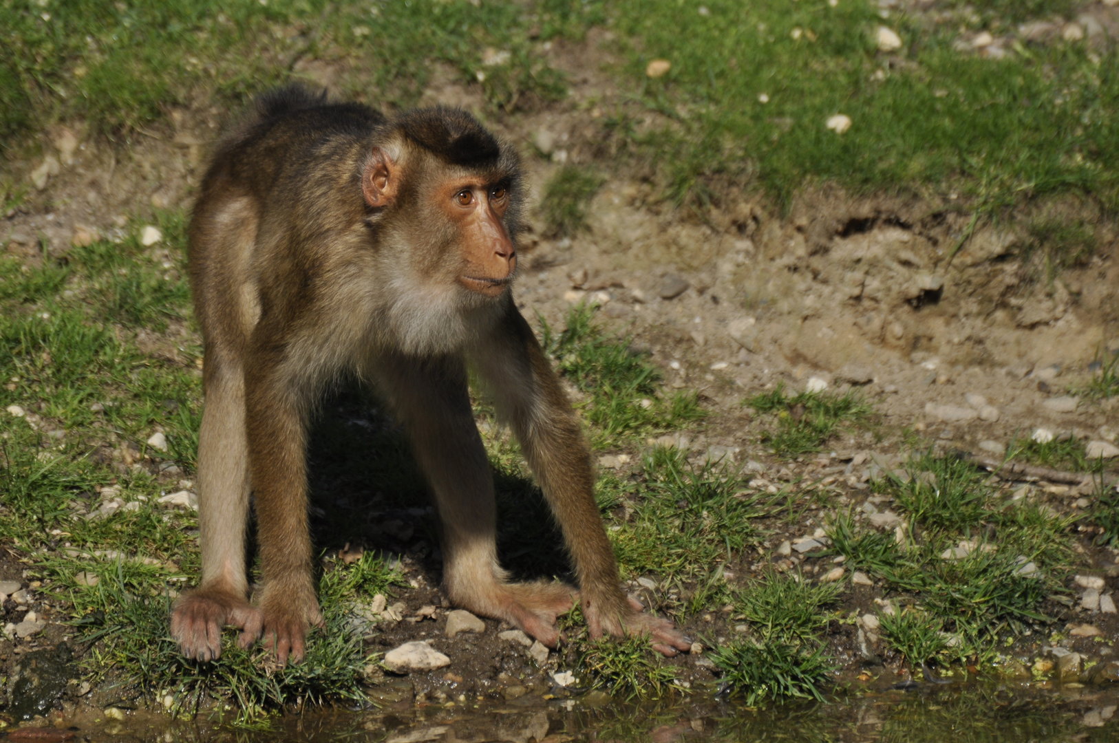 Sunda pig-tailed macaque Macaca nemestrina