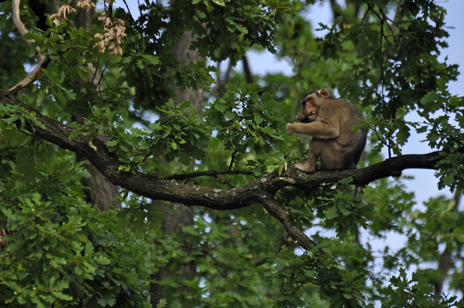 Sunda pig-tailed macaque Macaca nemestrina