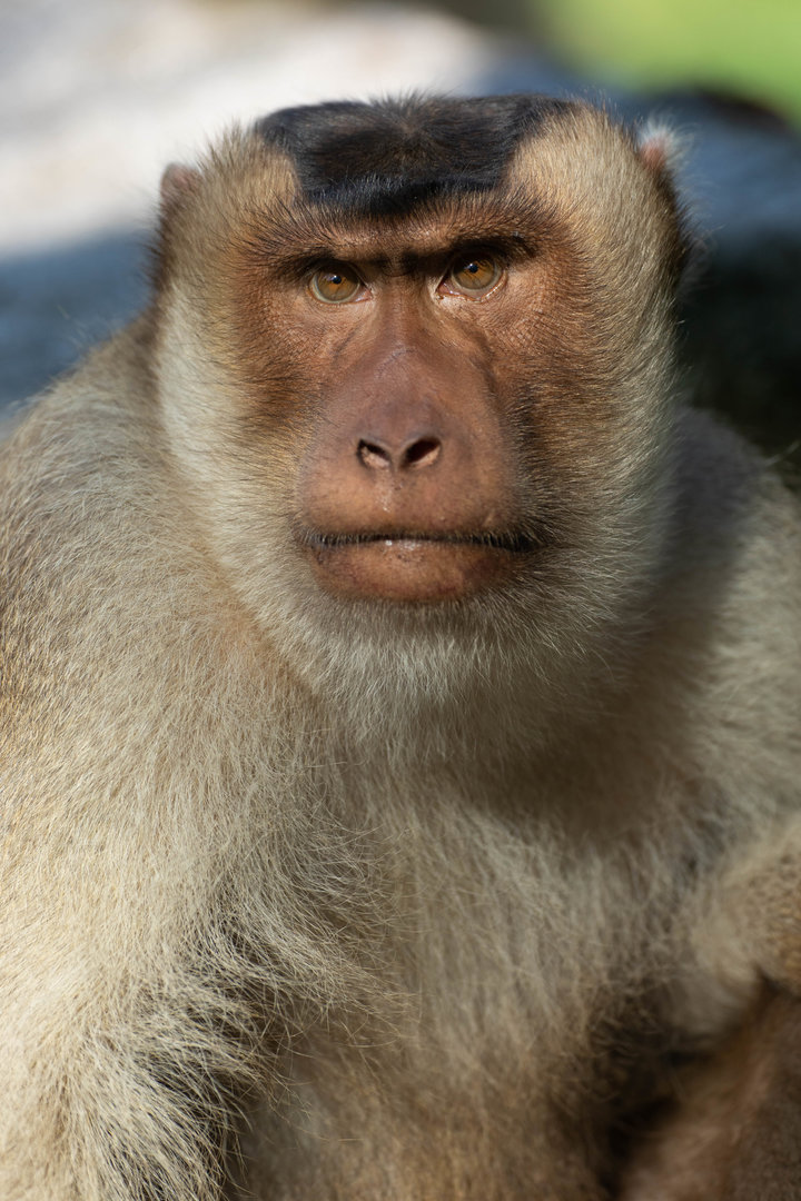 Sunda pig-tailed macaque (Macaca nemestrina)