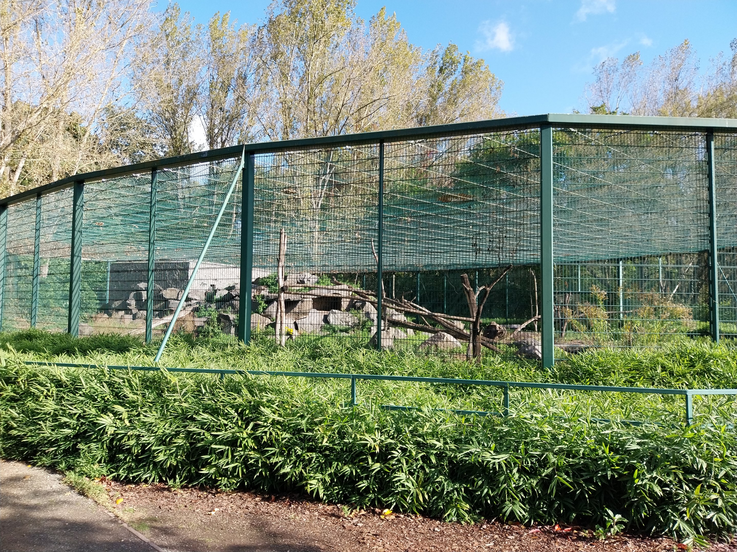 Sunda Pig-tailed Macaque (Macaca nemestrina)