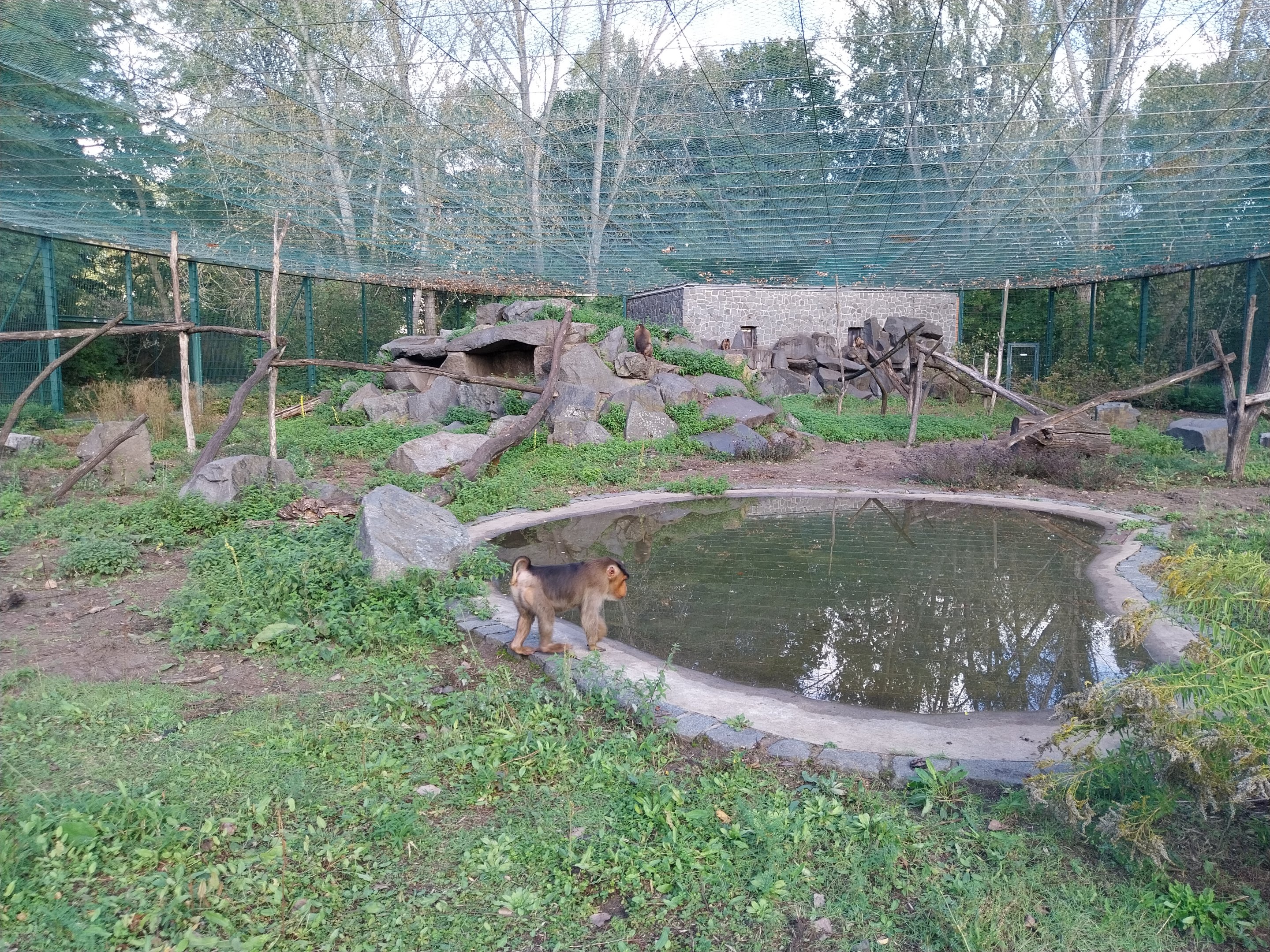 Sunda Pig-tailed Macaque (Macaca nemestrina)