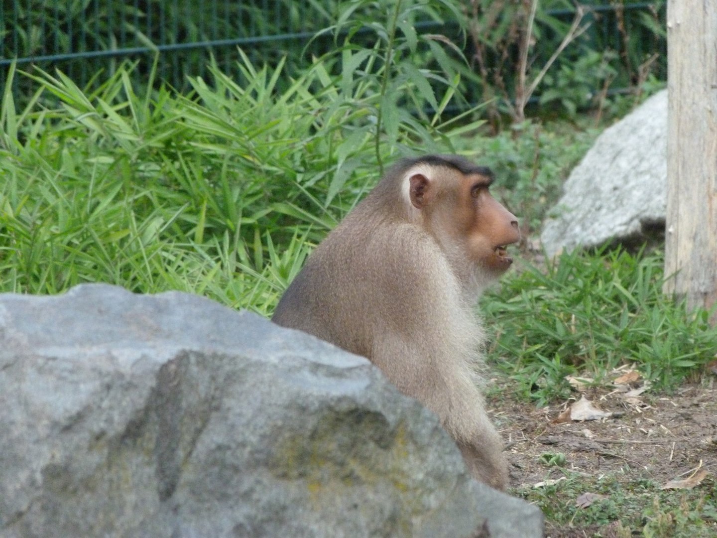 Sunda pig-tailed macaque -Tierpark Berlin (2024)