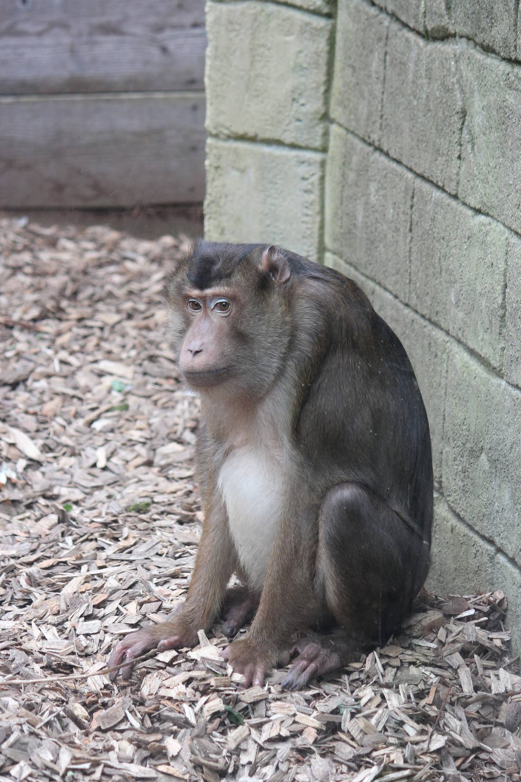 Sunda pig-tailed macaque