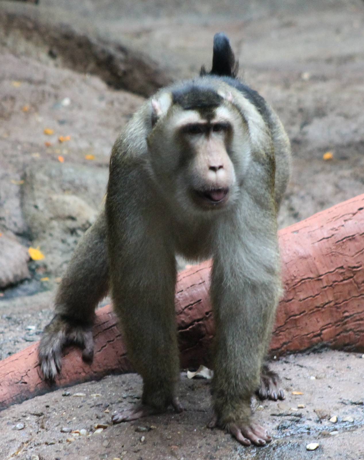 Sunda Pig-tailed macaque