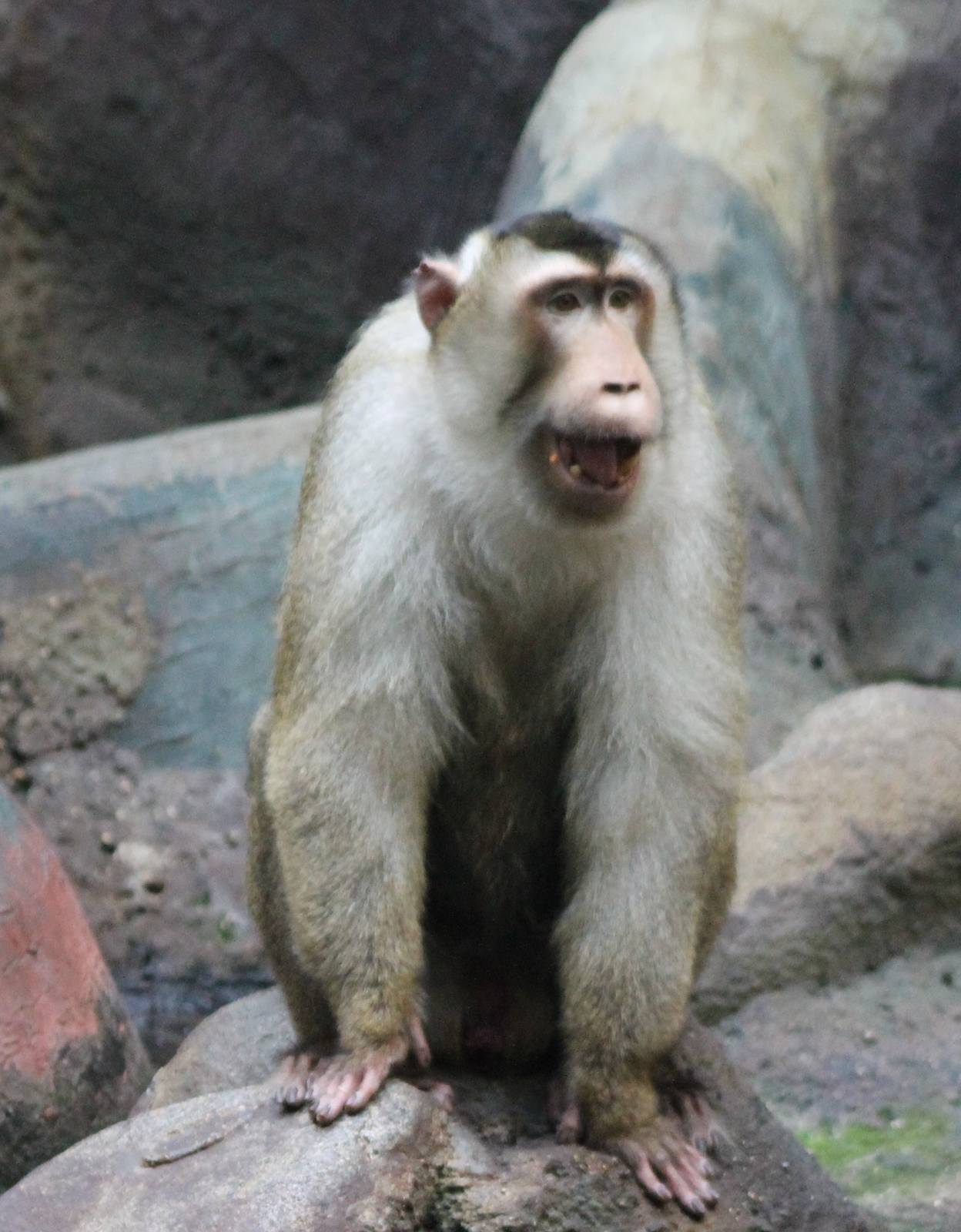 Sunda pig-tailed macaque