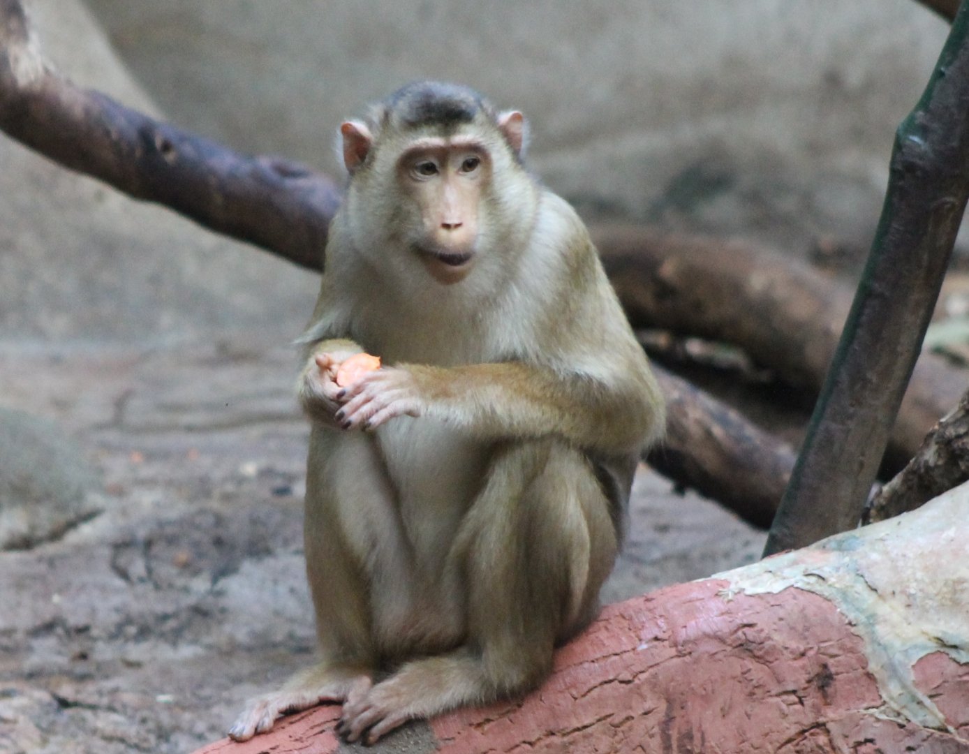 Sunda pig-tailed macaque