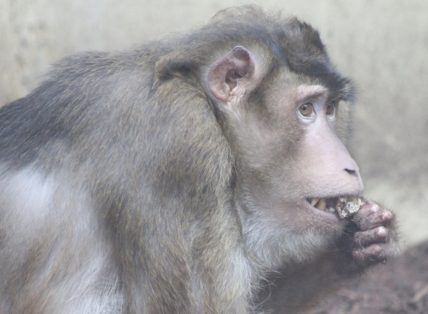 Sunda pig-tailed macaque