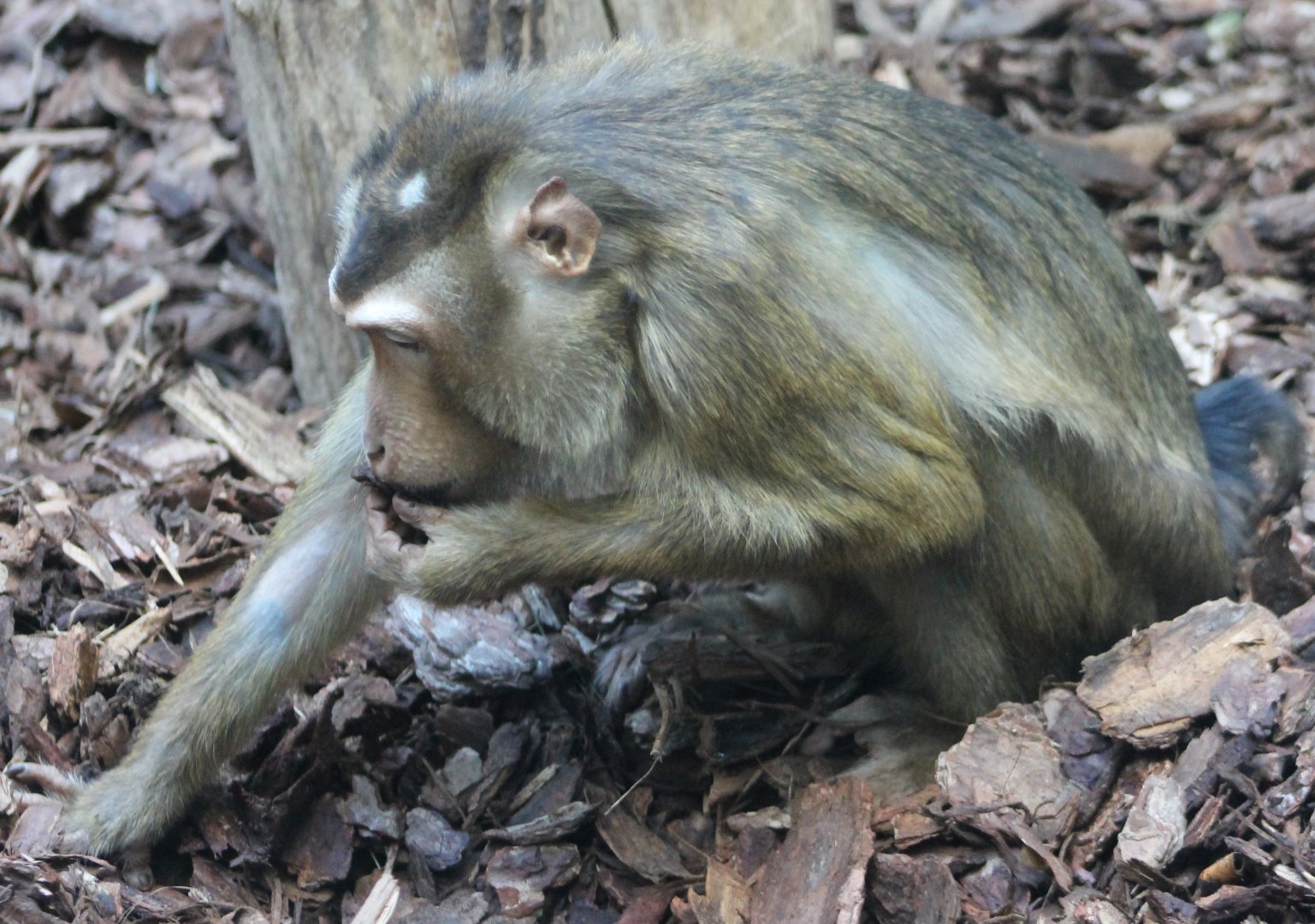 Sunda pig-tailed macaque