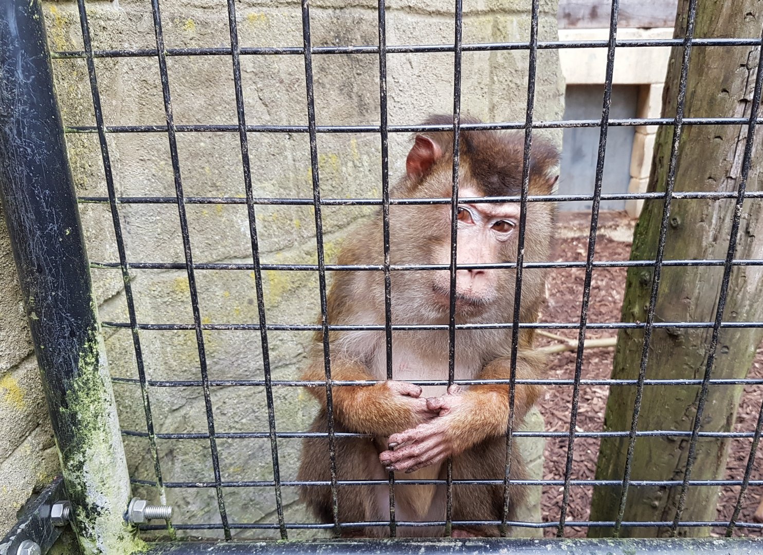 Sunda pig-tailed macaque