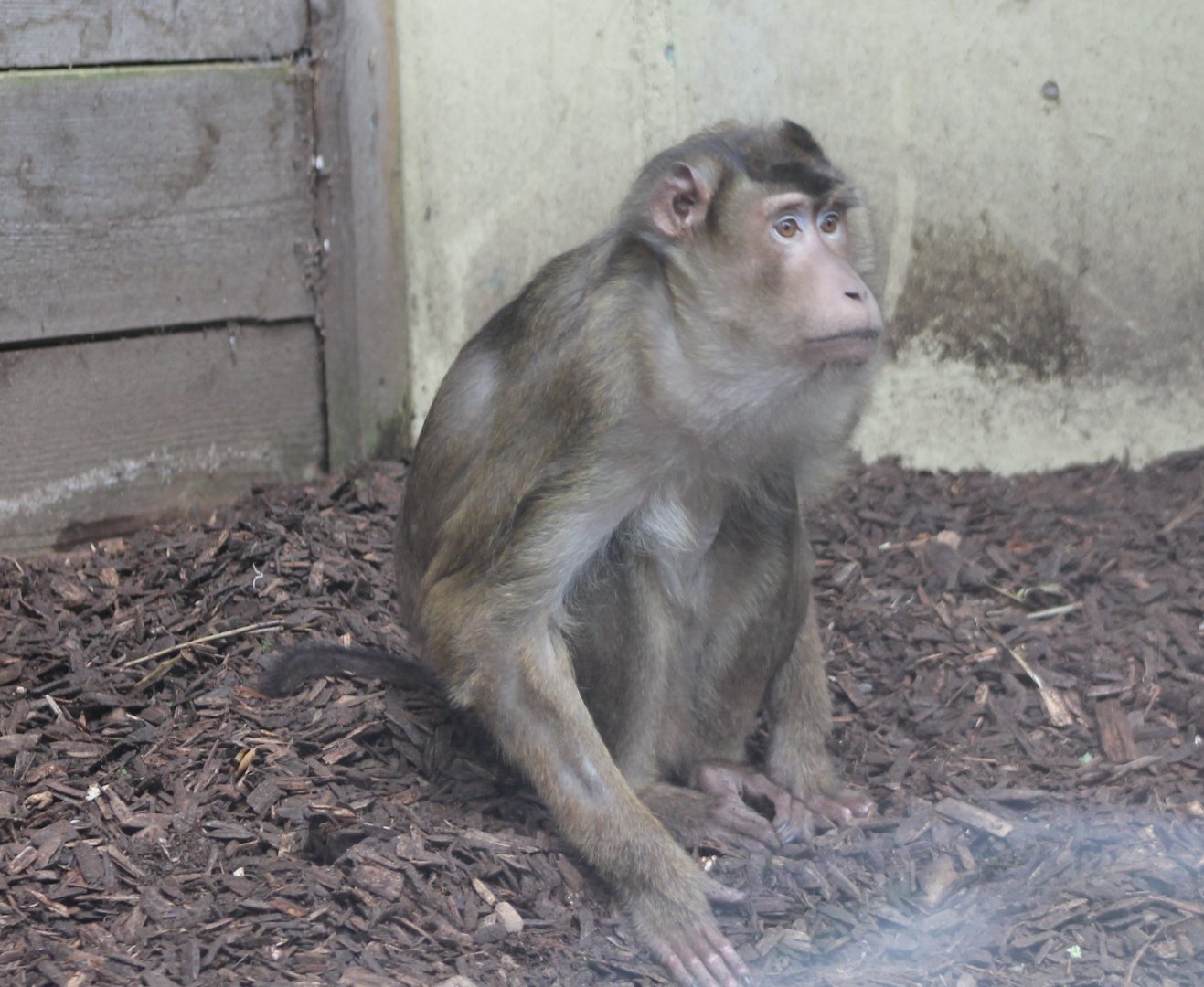 Sunda pig-tailed macaque