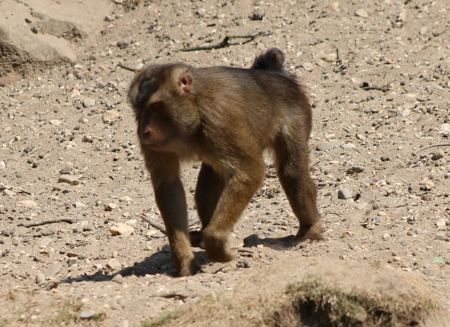 Sunda pig-tailed macaque