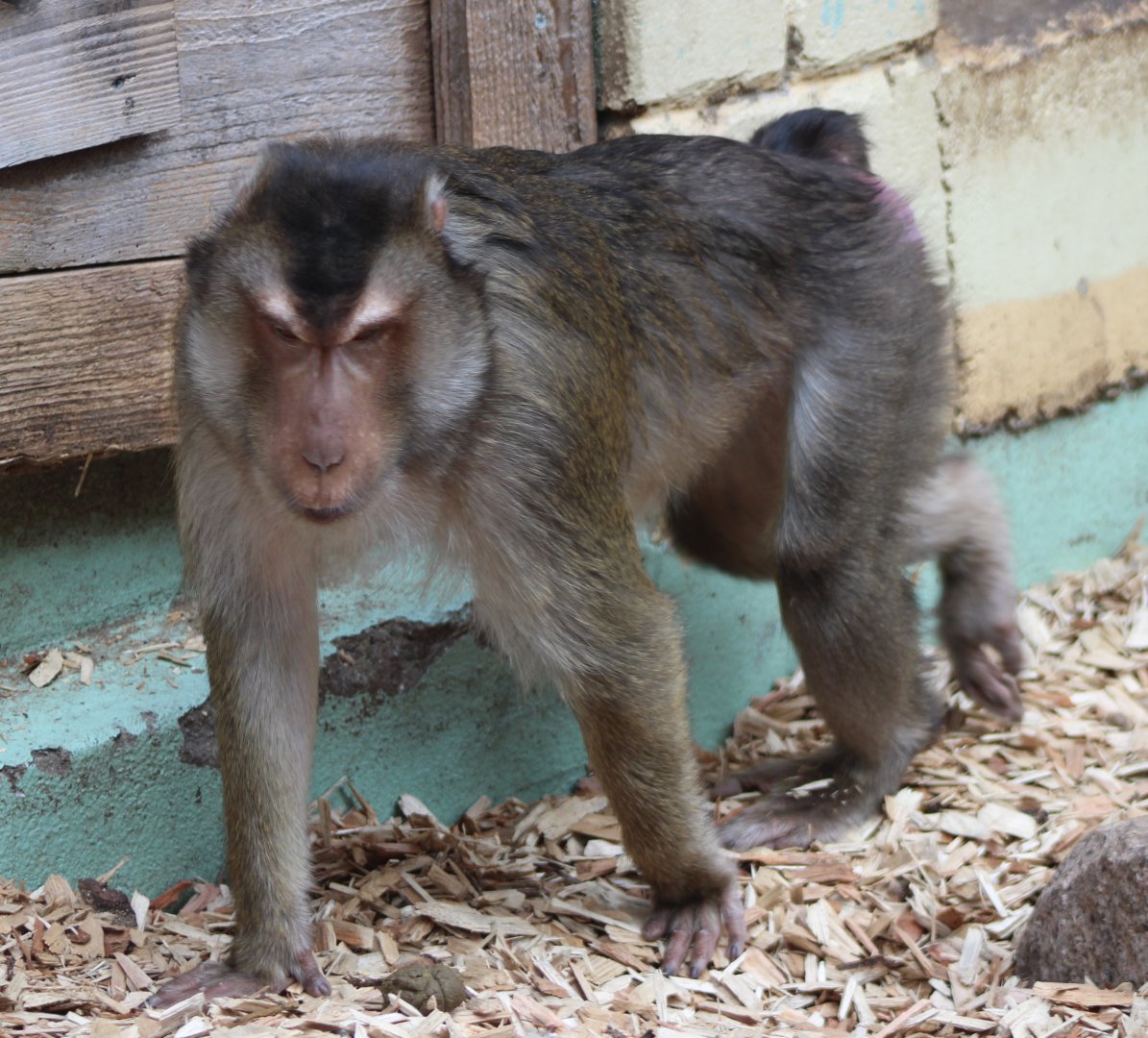 Sunda pig-tailed macaque