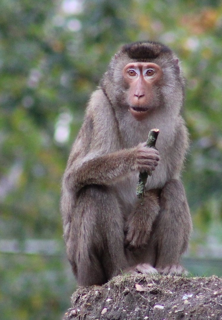 Sunda pig-tailed macaque