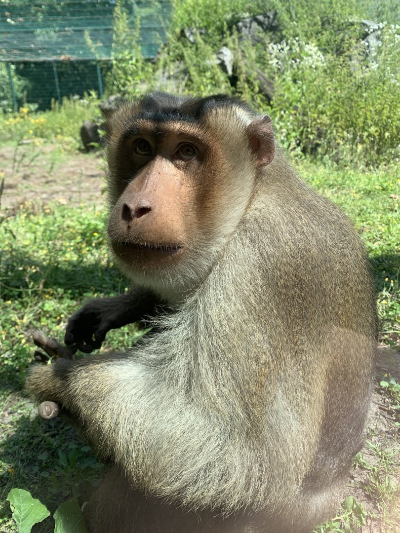 Sunda pig-tailed macaque