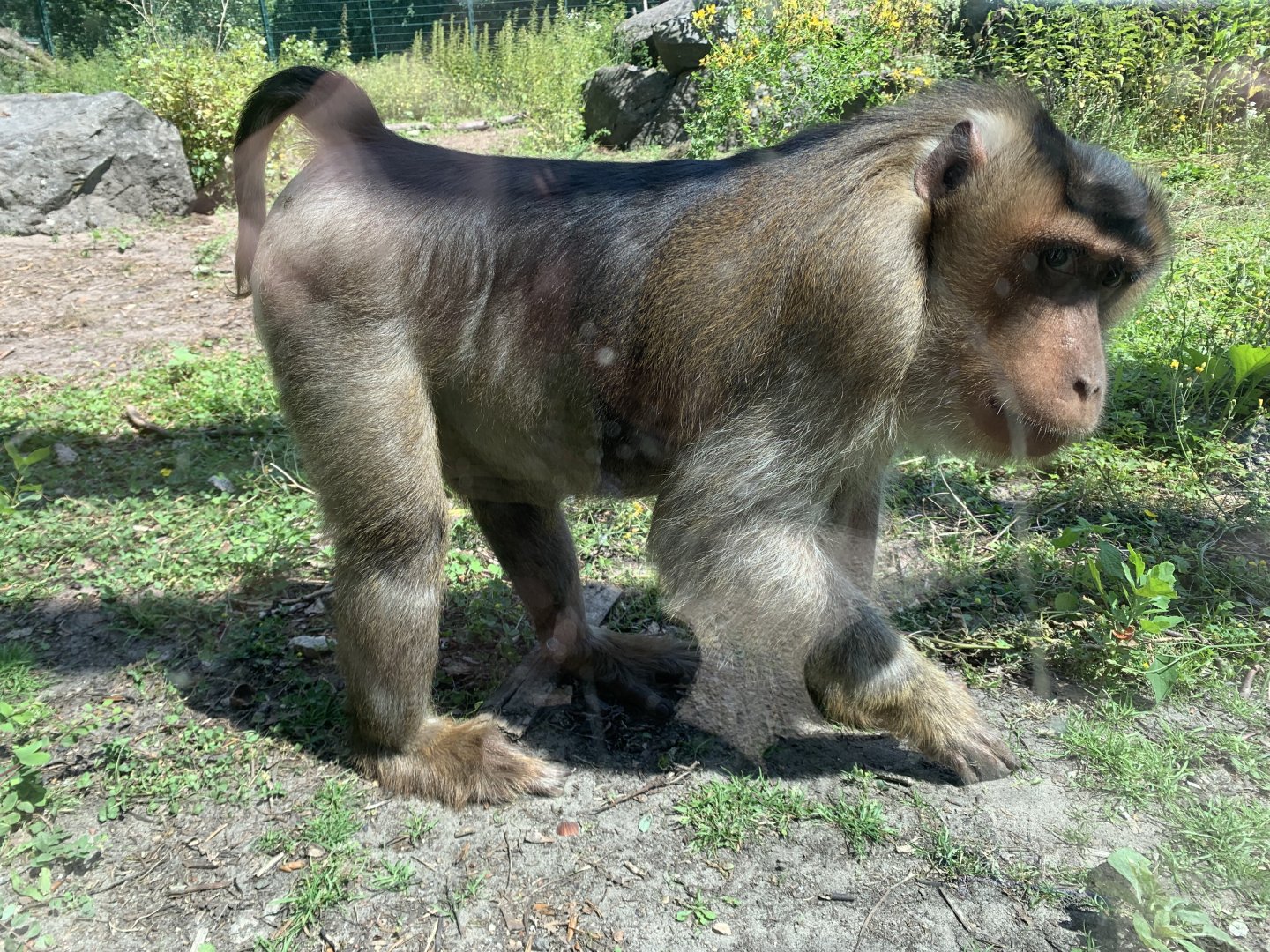 Sunda pig-tailed macaque