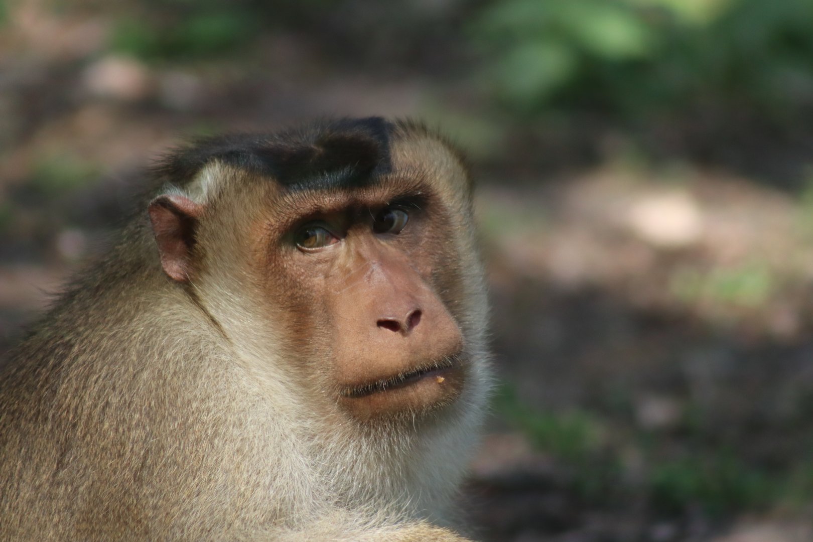 Sunda pig-tailed Macaque