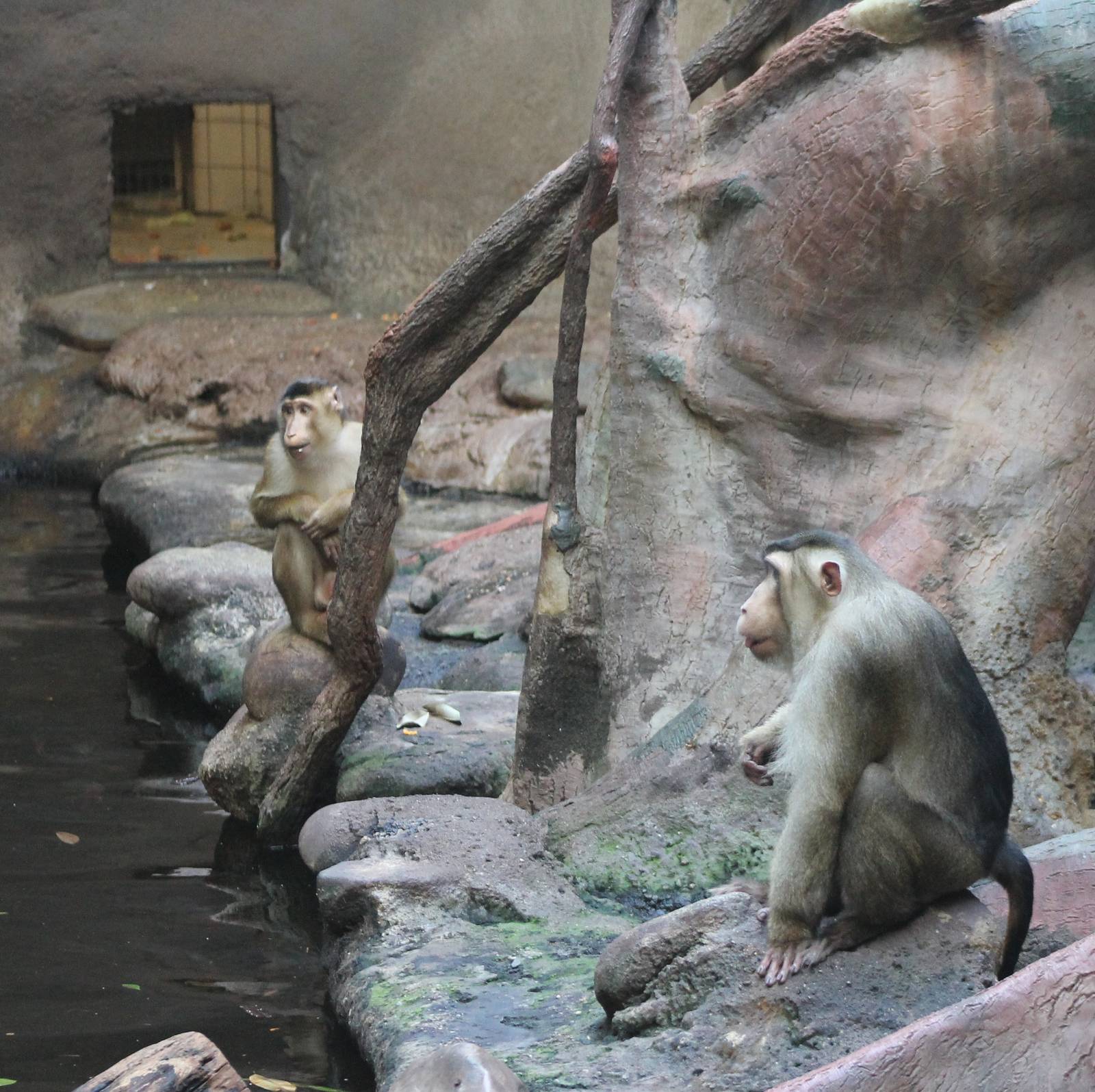 Sunda Pig-tailed macaques