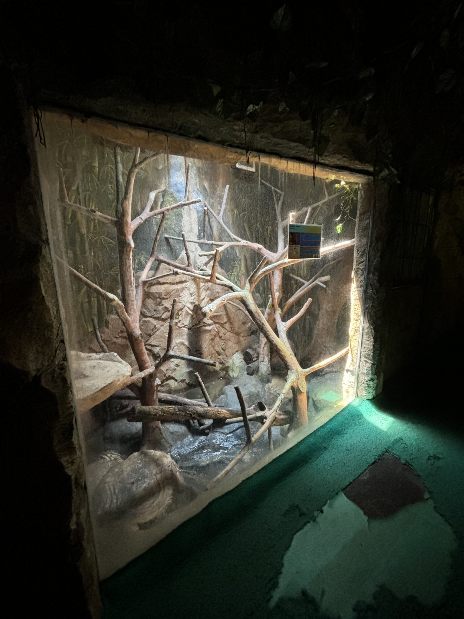 Sunda Porcupine Exhibit #1