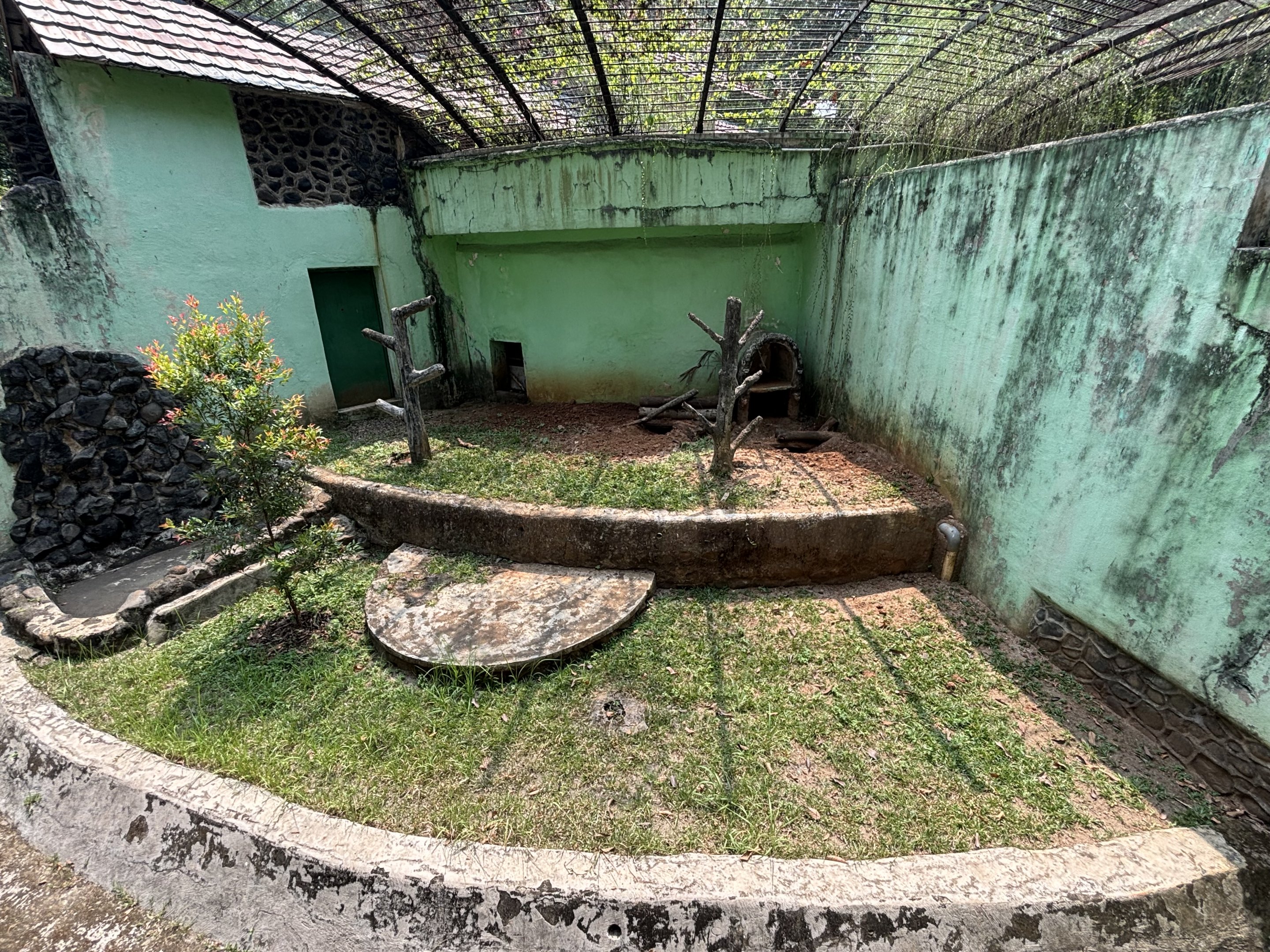 Sunda Porcupine Exhibit #2