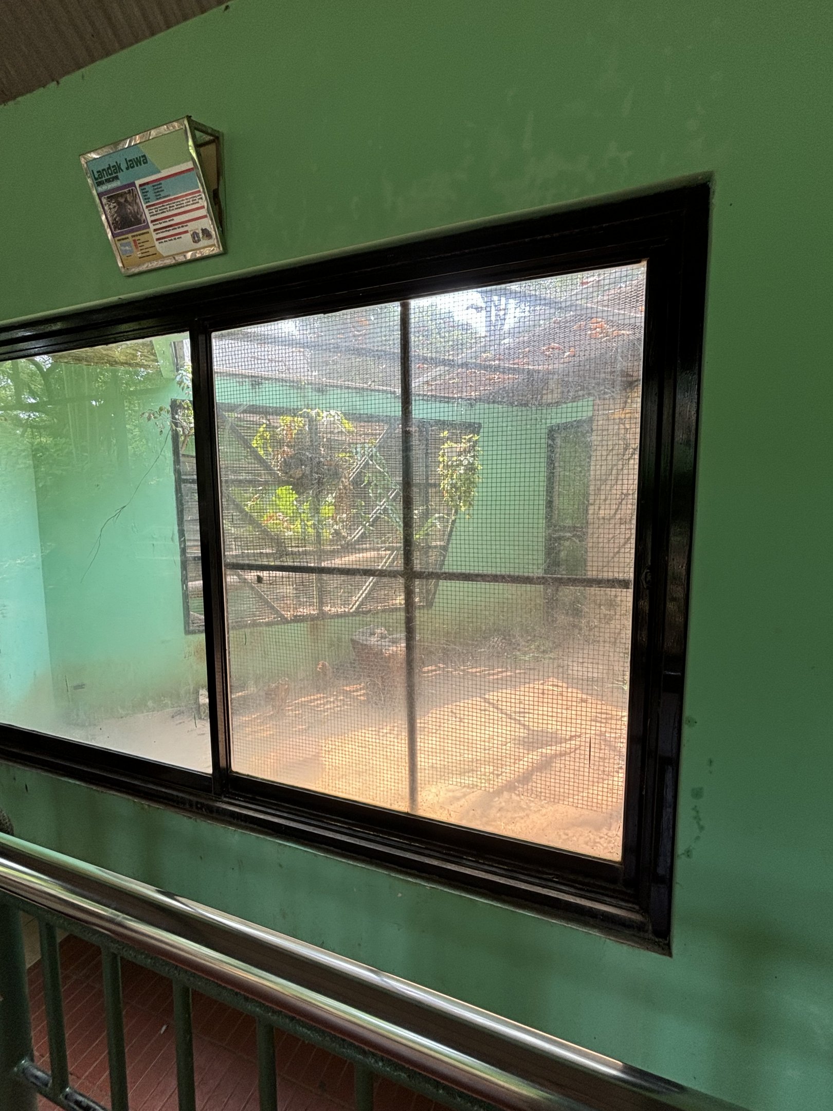 Sunda Porcupine Exhibit #3