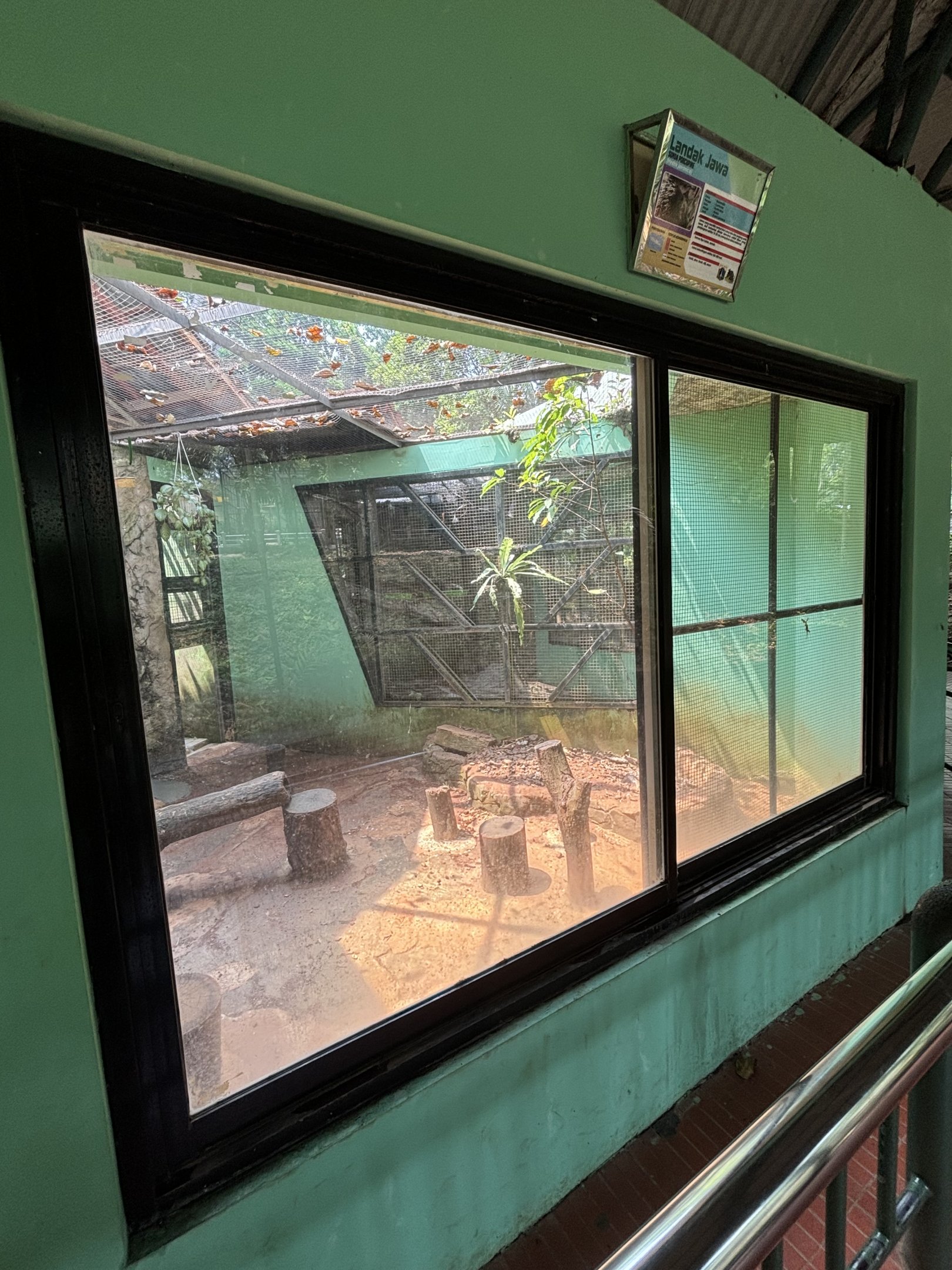 Sunda Porcupine Exhibit #4