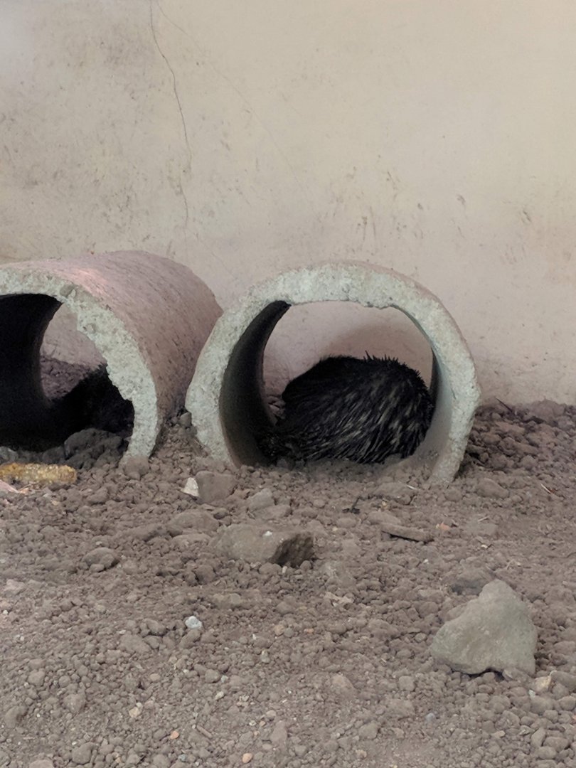 Sunda Porcupine (Hystrix javanica) - Taru Jurug Zoo