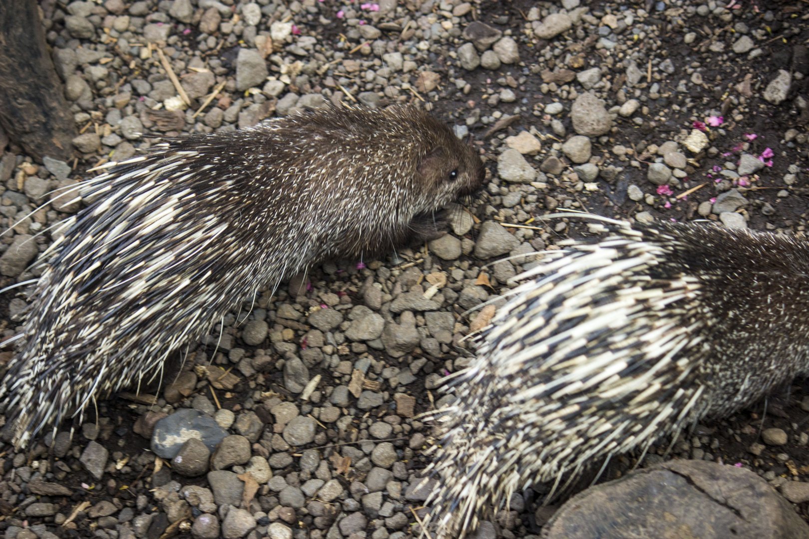 Sunda porcupine, Hystrix javanica