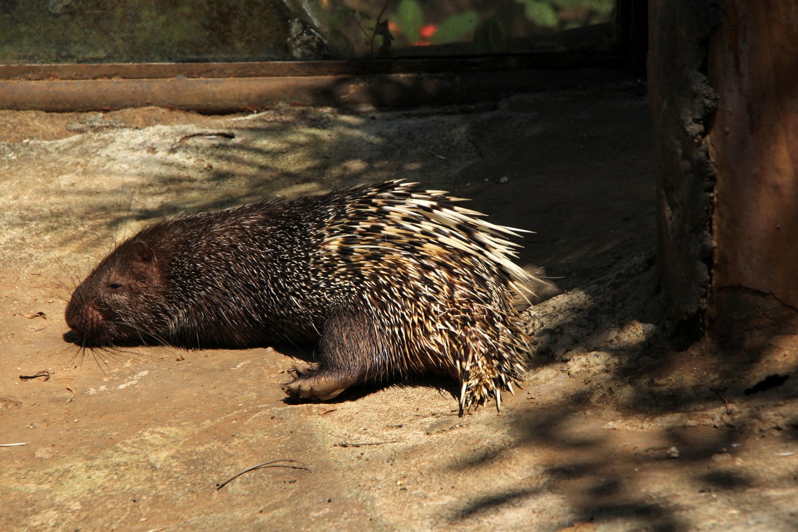 Sunda porcupine (Hystrix javanica)