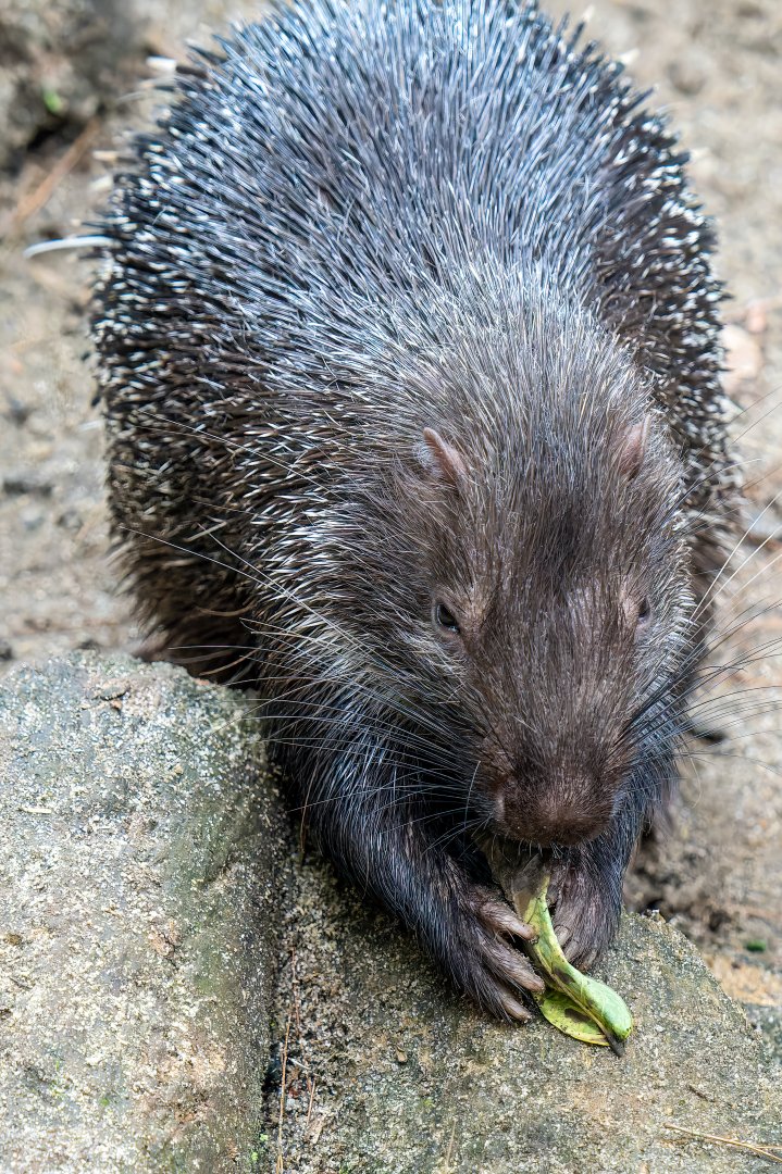 Sunda porcupine - Hystrix javanica