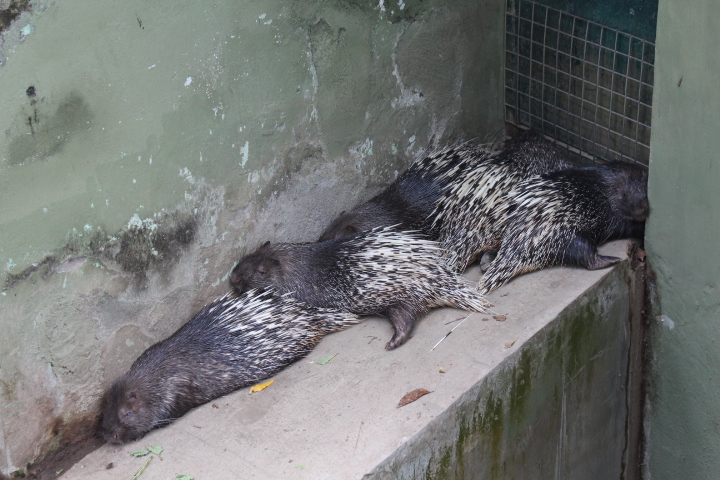 Sunda porcupine (Hystrix javanica)