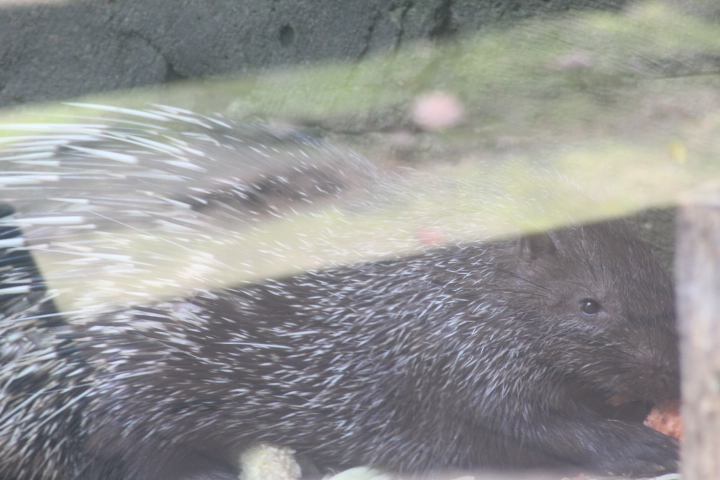 Sunda porcupine (Hystrix javanica)