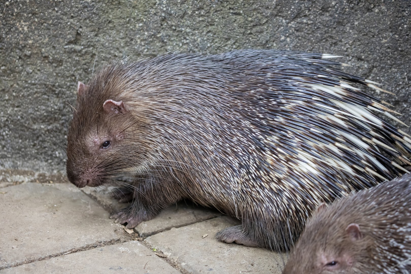 Sunda porcupine  (Hystrix javanica)