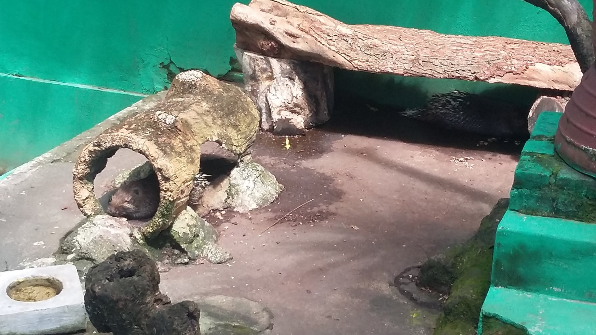 Sunda porcupine (Hystrix javanica)