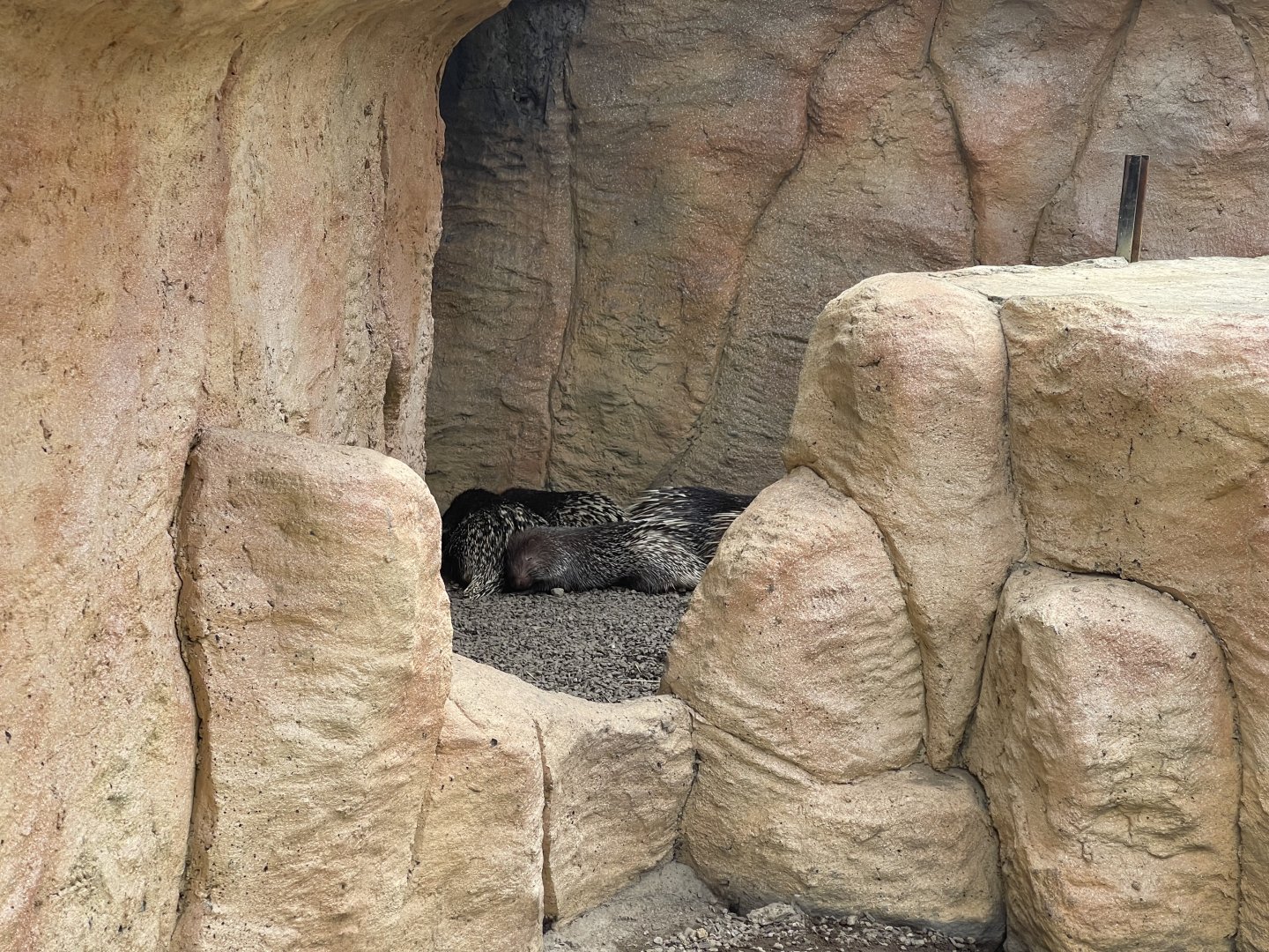 sunda porcupine (hystrix javanica)