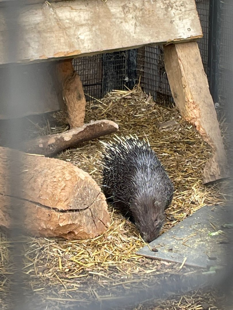 Sunda porcupine
