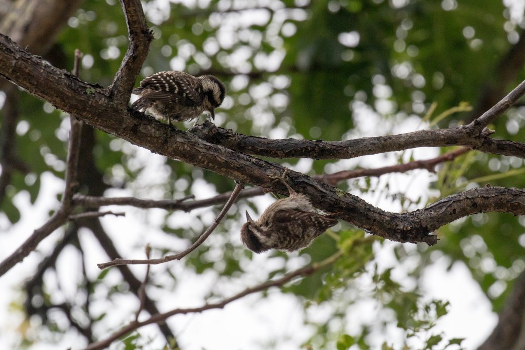 Sunda Pygmy Woodpecker