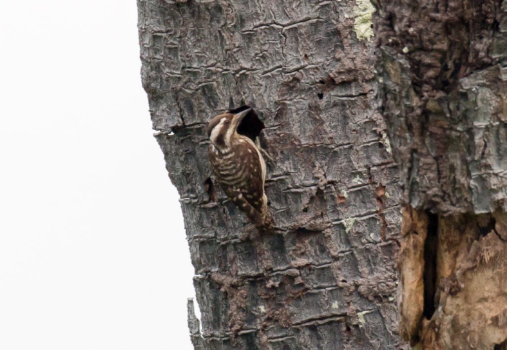 Sunda Pygmy Woodpecker