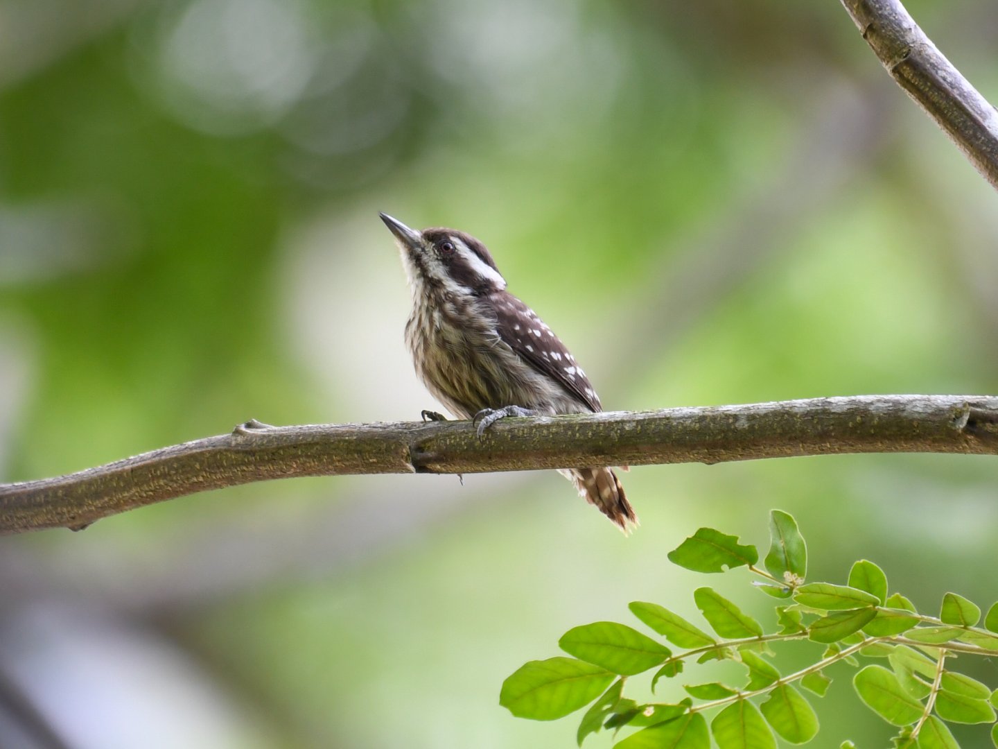 Sunda Pygmy Woodpecker