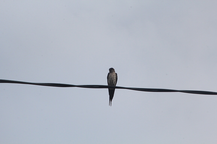 Sunda red-rumped swallow (Cecropis daurica striolata)