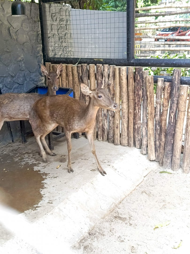 Sunda Sambar (Rusa timorensis)