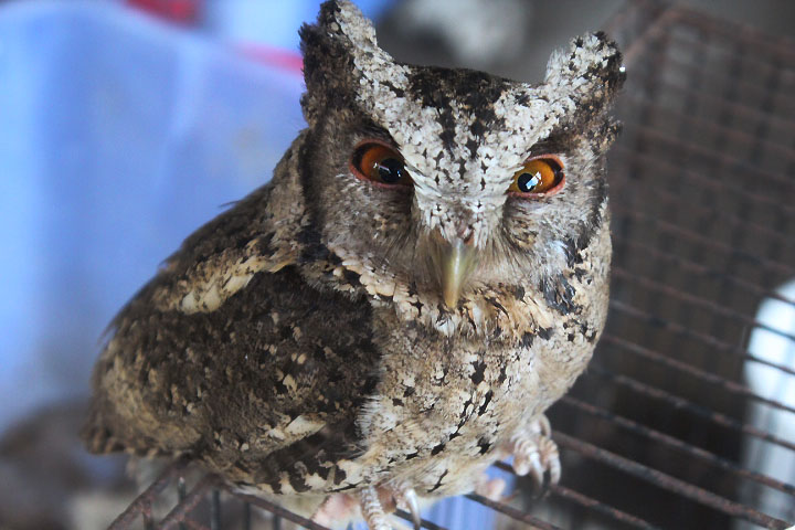 Sunda scops owl (Otus lempiji lempiji)