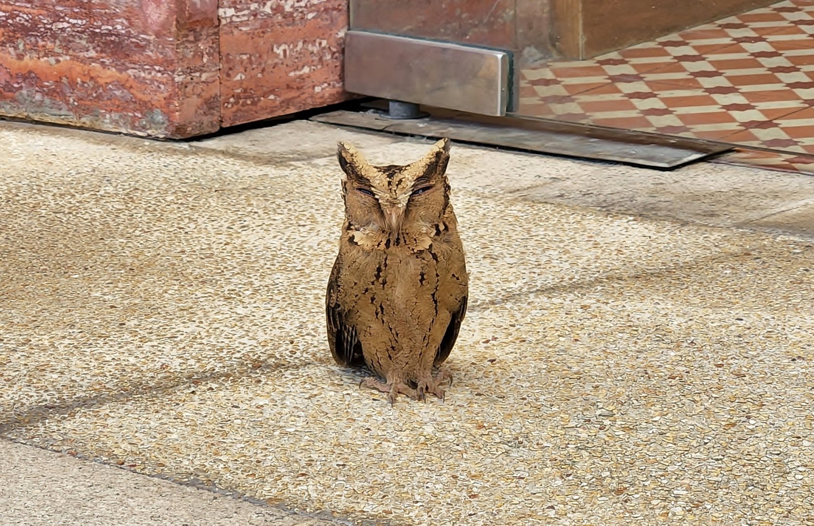 Sunda Scops Owl (Otus lempiji)