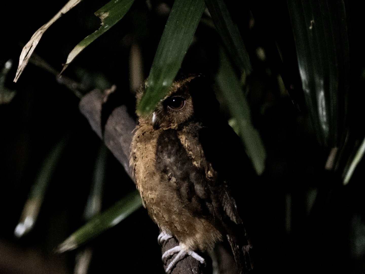 Sunda Scops Owl (Otus lempiji)