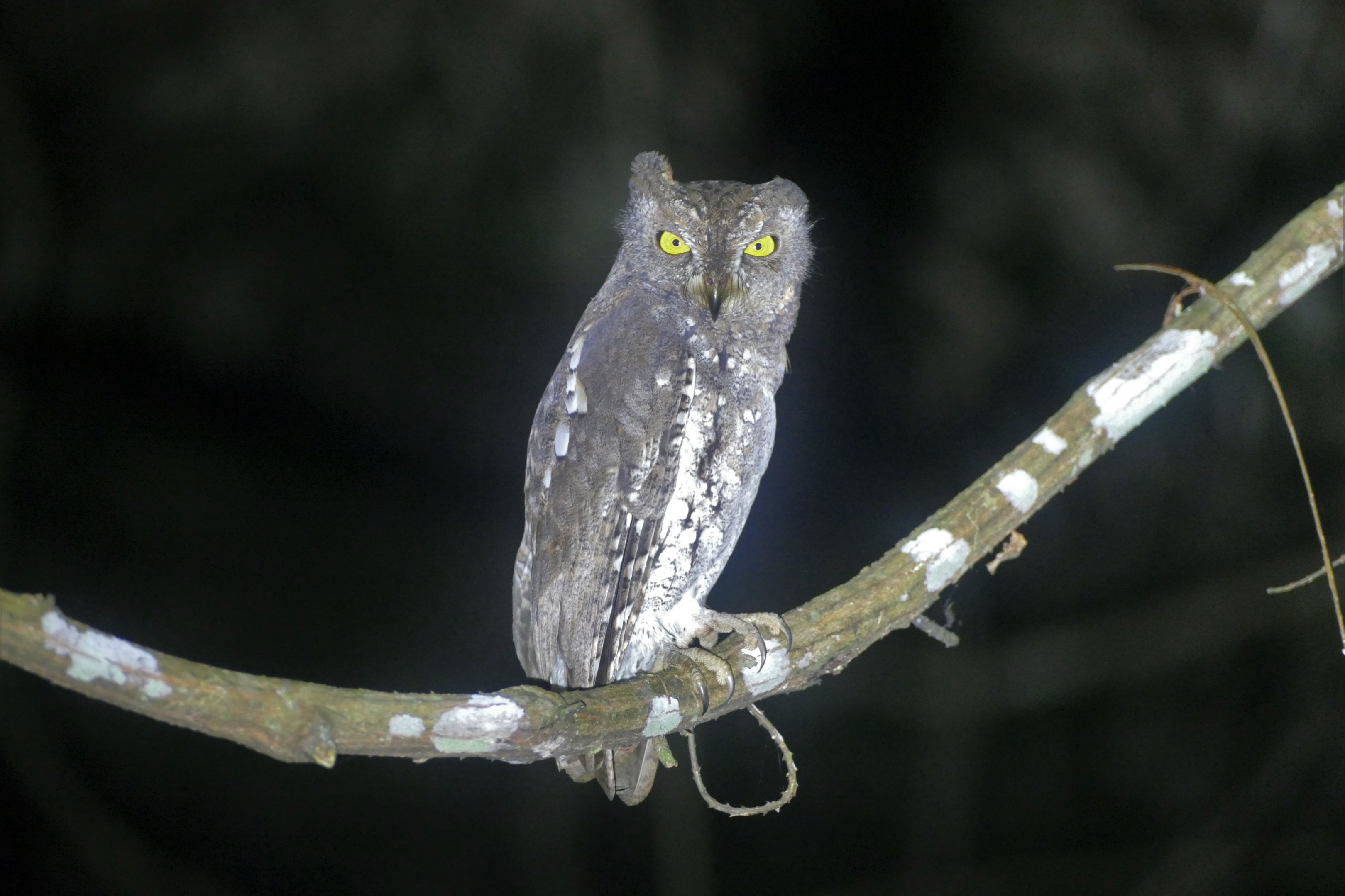 Sunda Scops Owl - Taman Negara