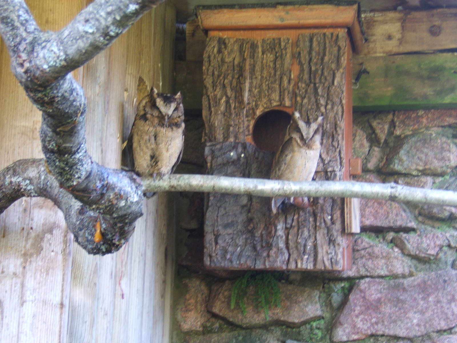 Sunda Scops Owls