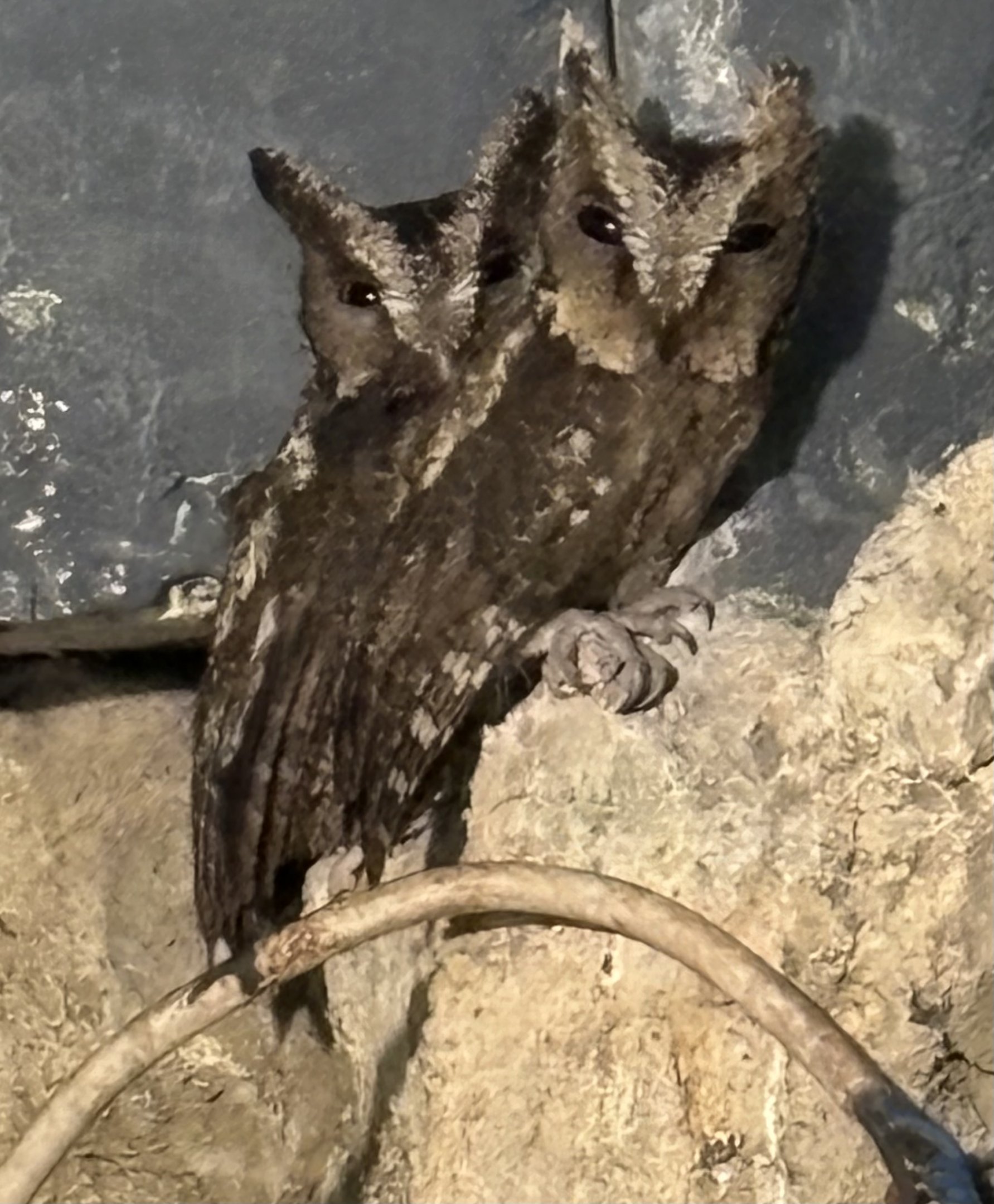 Sunda Scops Owls