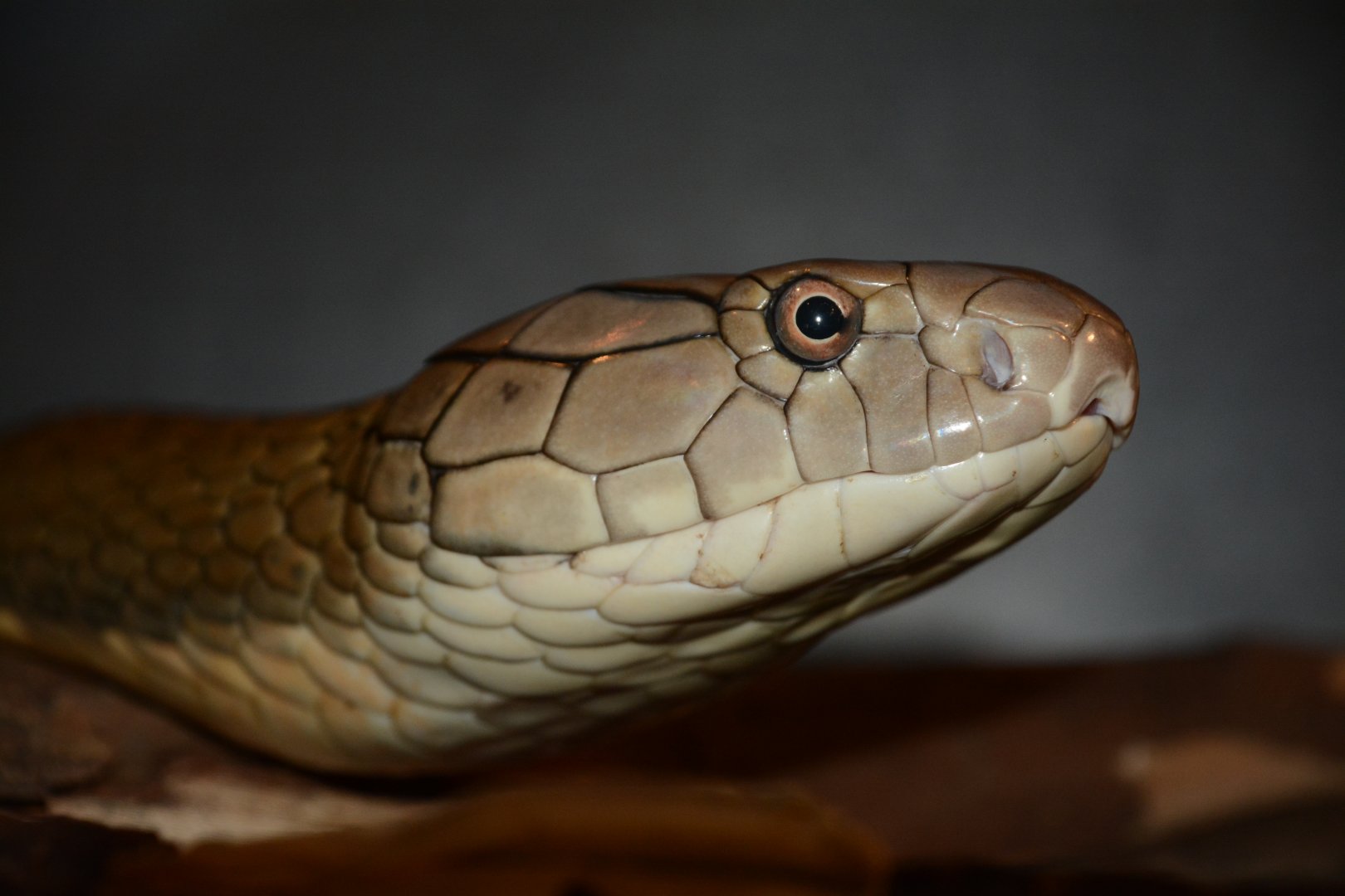 Sunda Shelf king cobra (Ophiophagus bungarus) - described 10/2024