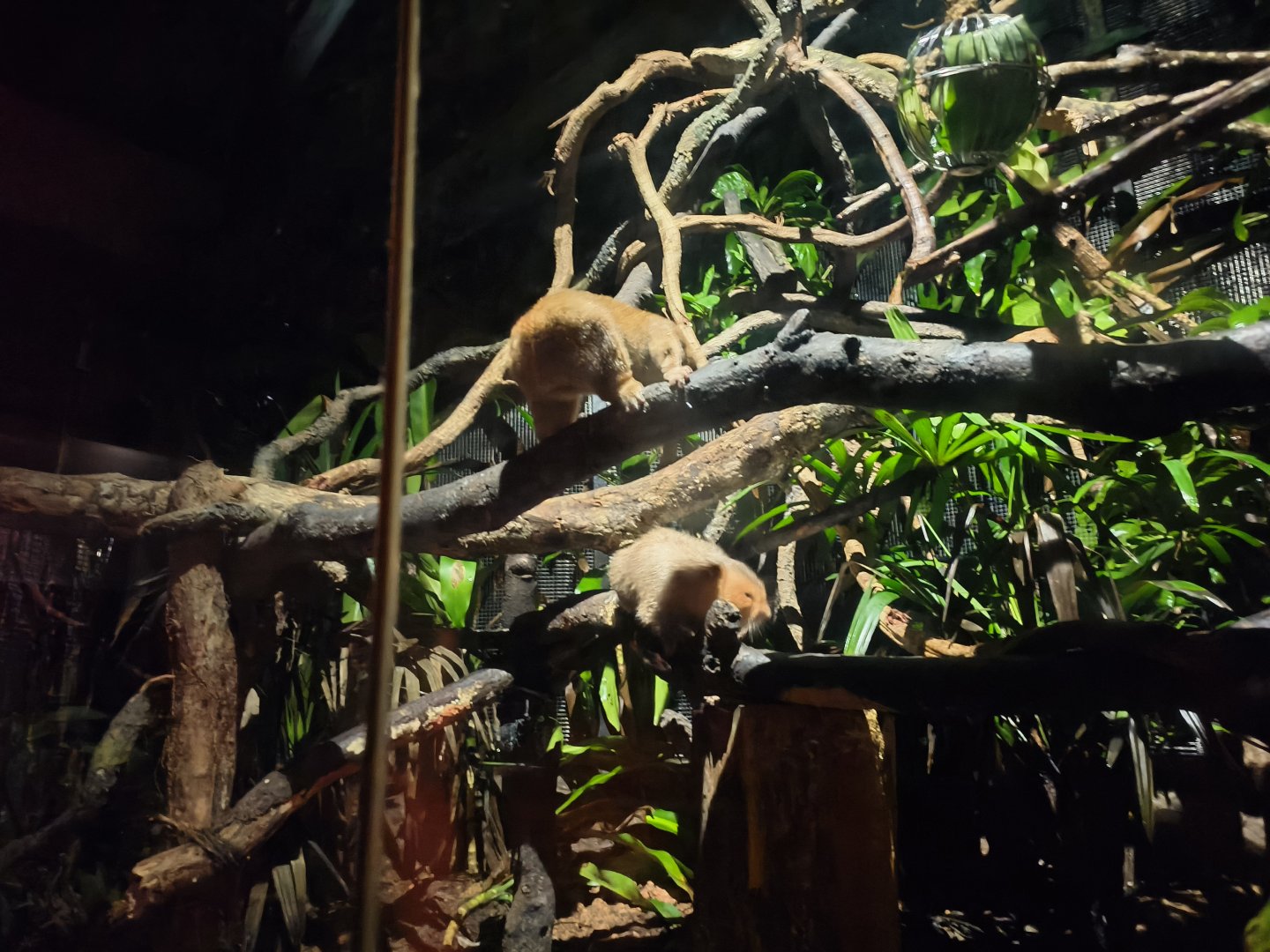 Sunda Slow Loris and Indochinese Bamboo Rat