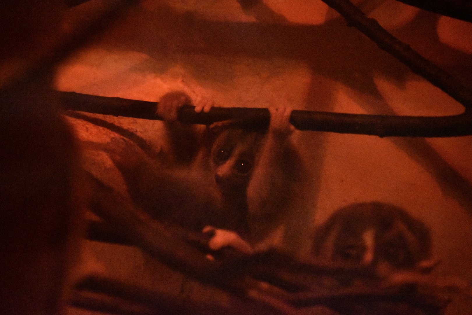 Sunda slow loris baby, Nycticebus coucang